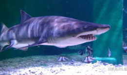 大鲨鱼视频,揭秘海洋霸主的生活奥秘